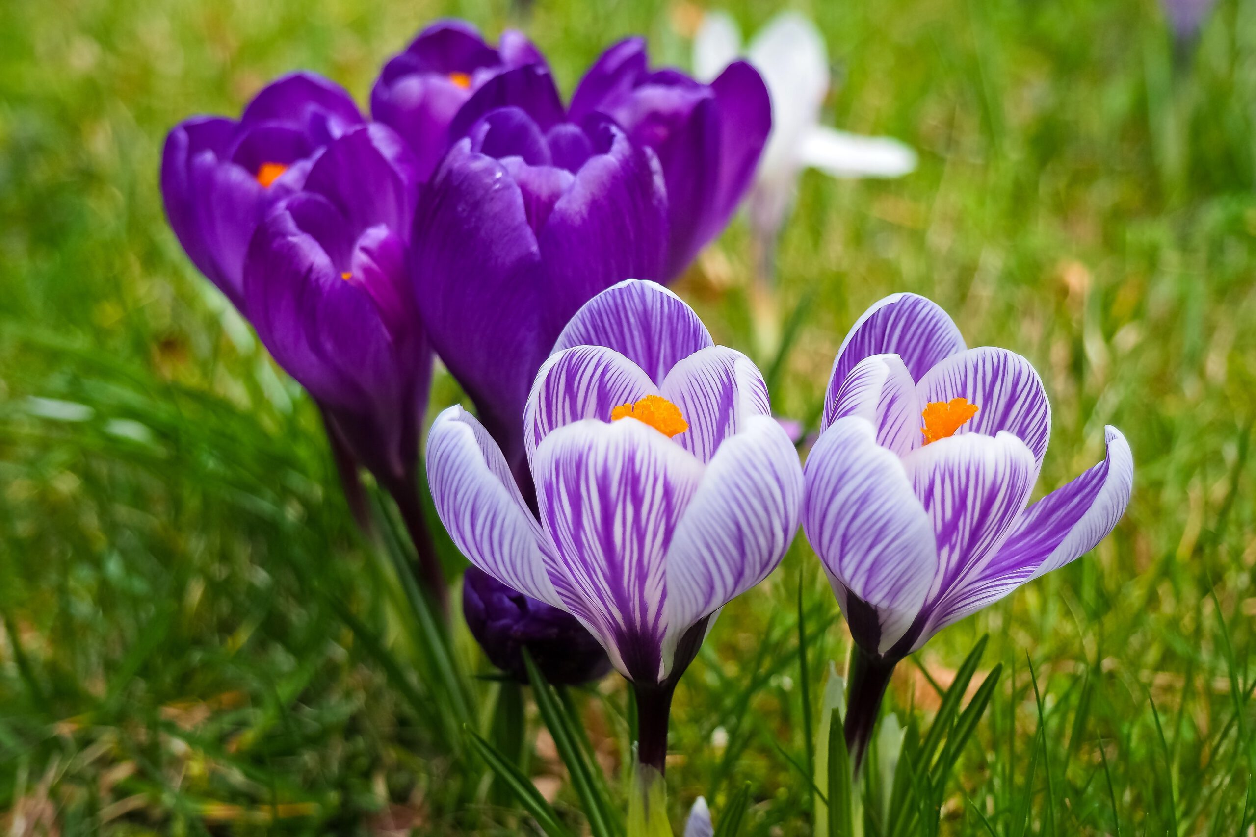Fioletowe kwiaty do ogrodu – które z nich warto mieć