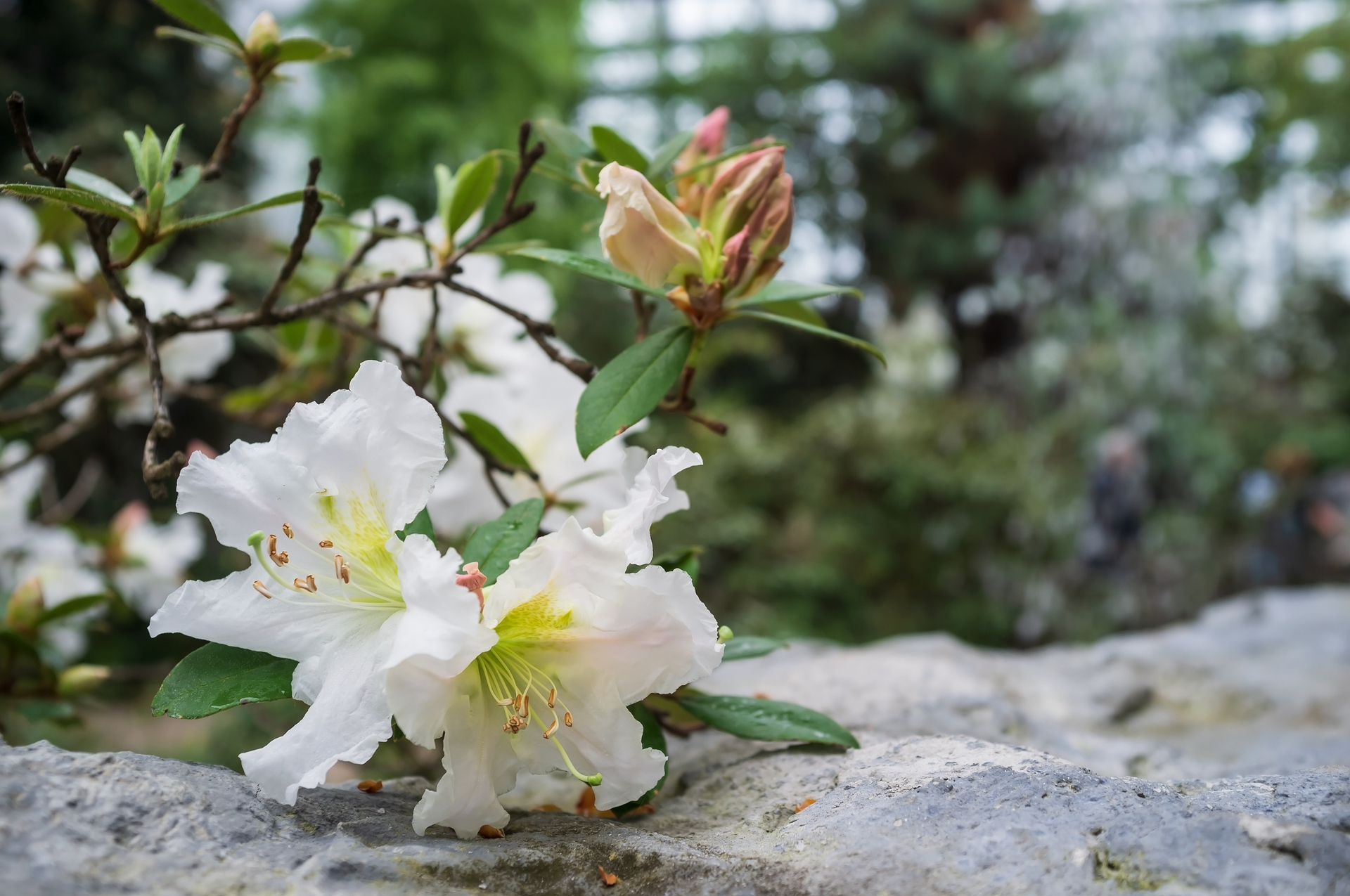 Jak dbać o rododendrony — pielęgnacja, przycinanie i rozmnażanie