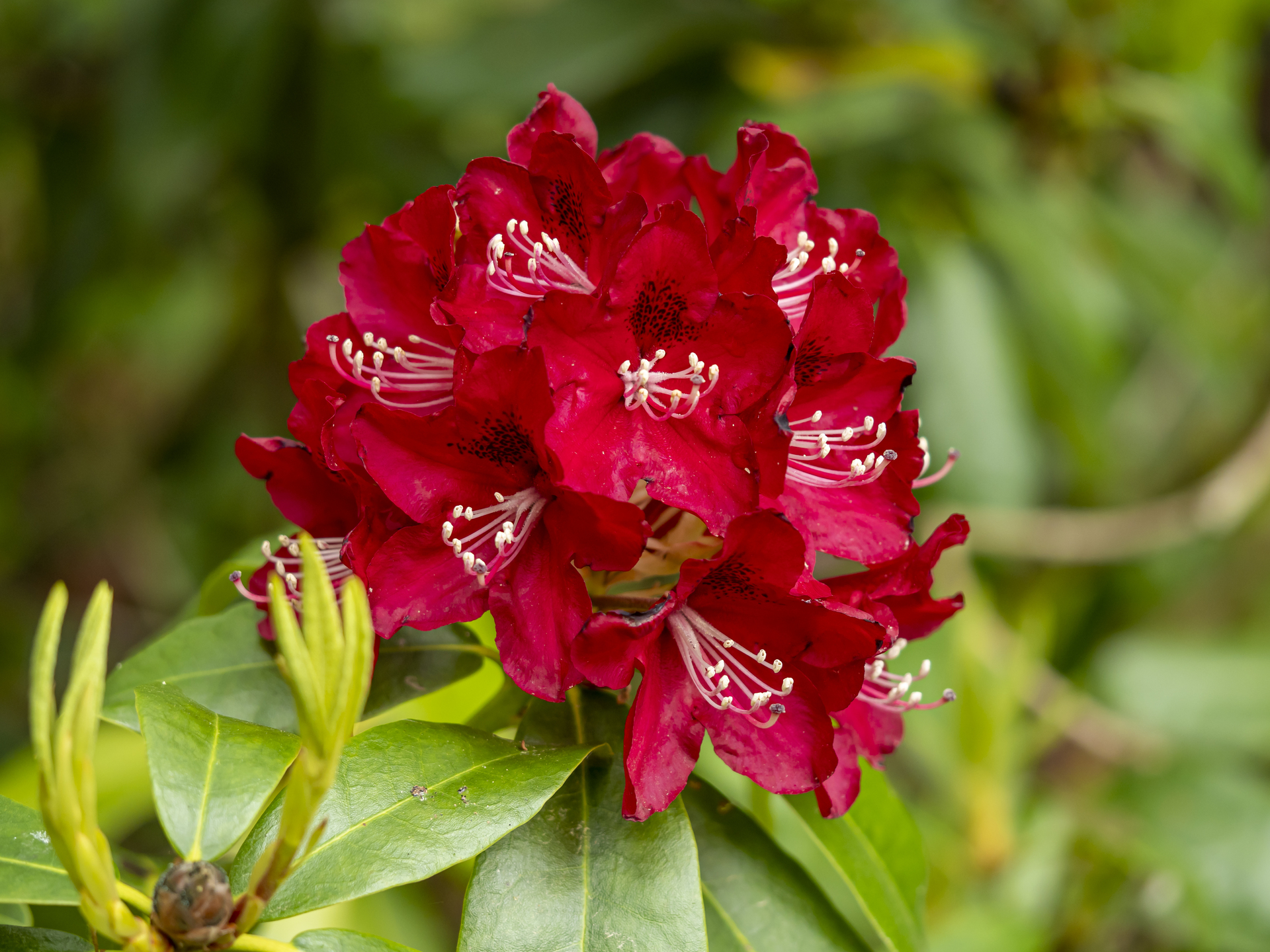 Red Jack Rhododendron w ogrodzie