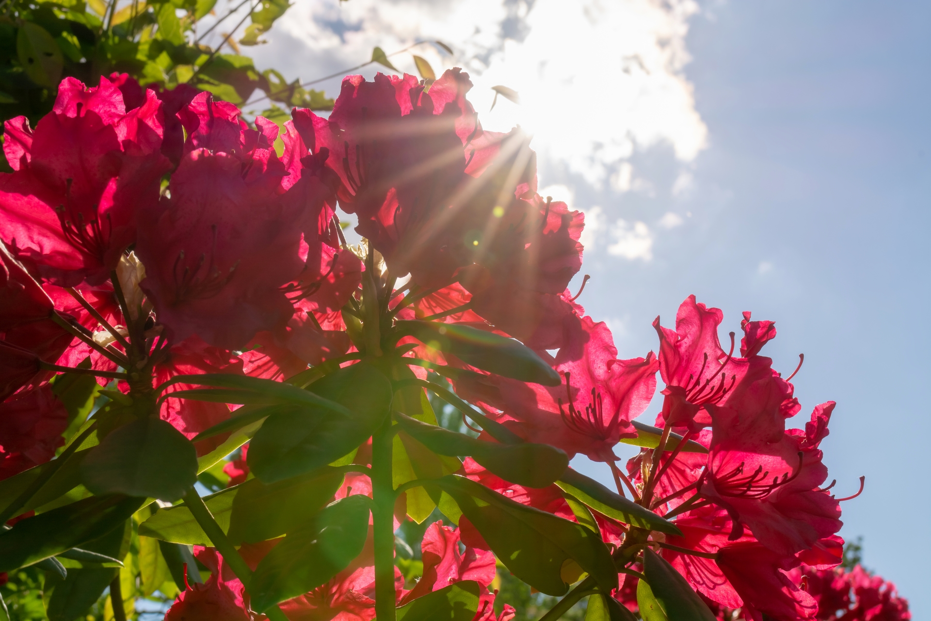 Red Jack Rhododendron rośnie w ogrodzie